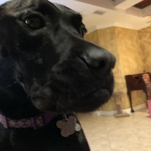 Meet your Posher, Bridget